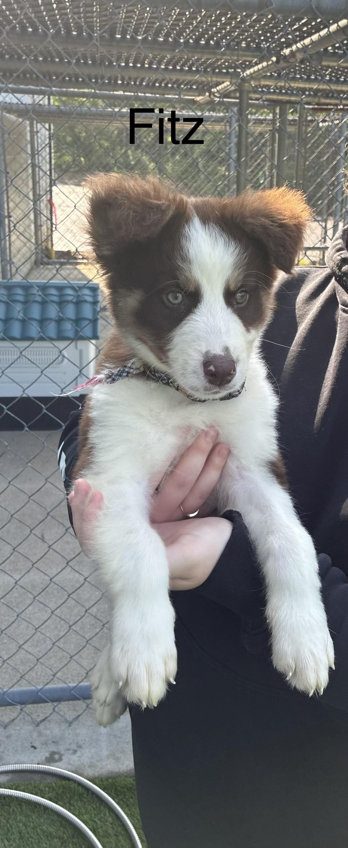 Enlarge Mabel, Fitz, Edwin, a ADOPTABLE mixed breed in Cincinnati, OH image 2/3