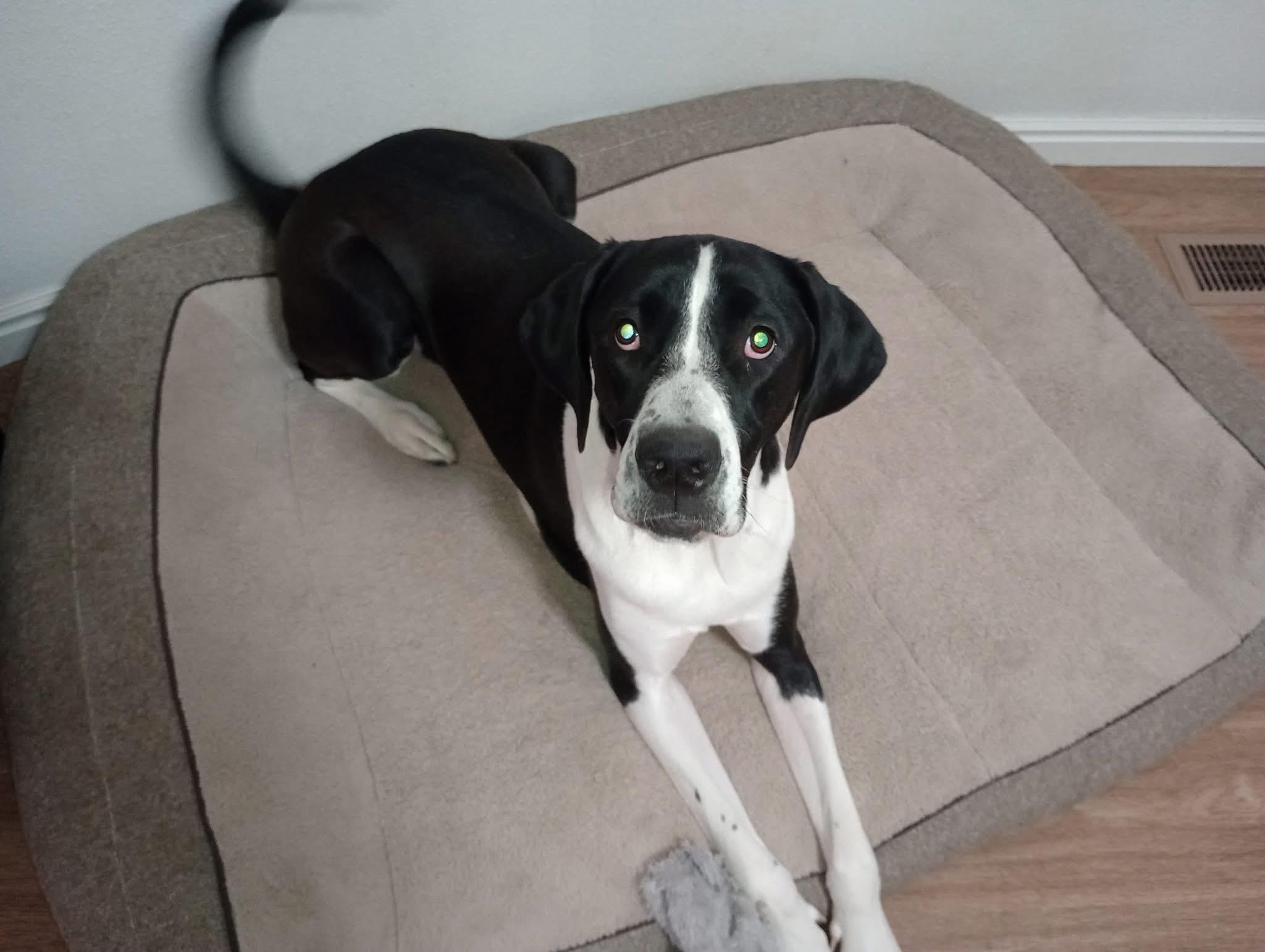 Suki, Adoptable, Young Female Great Dane.