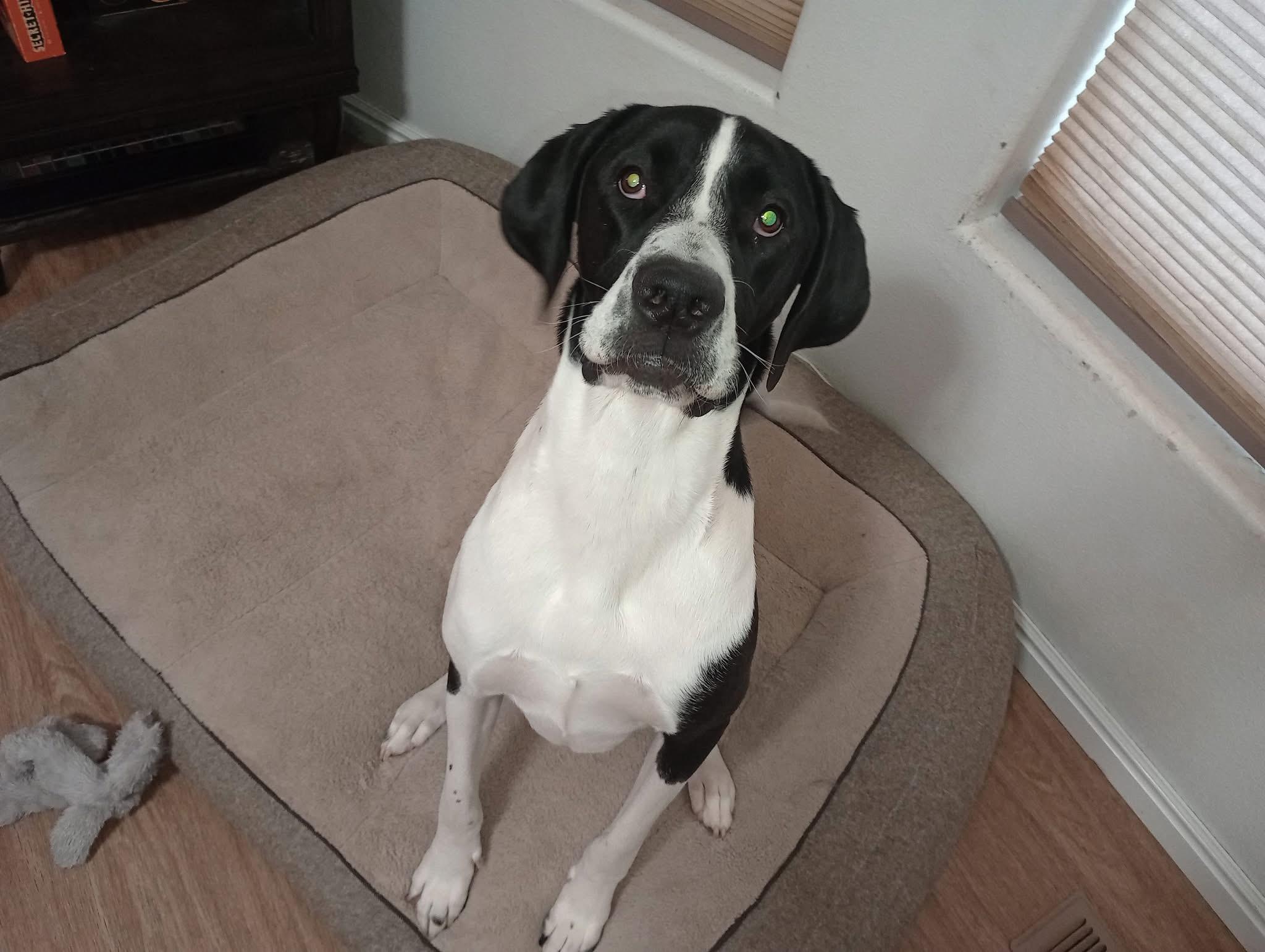 Suki, a Adoptable Great Dane in Cedar City, UT image 2/2