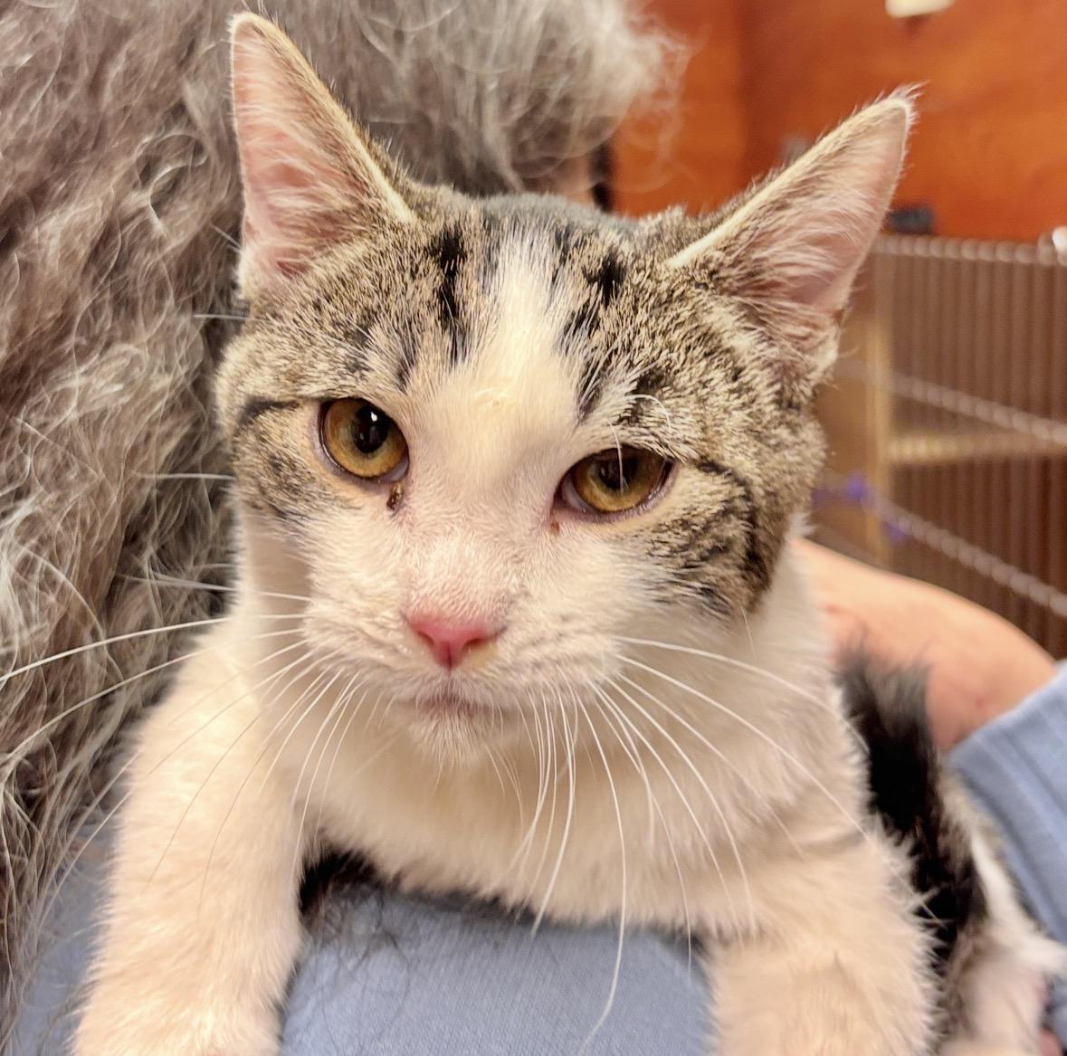 Enlarge Scotia, a ADOPTABLE Domestic Short Hair in Sonora, CA image 1/1