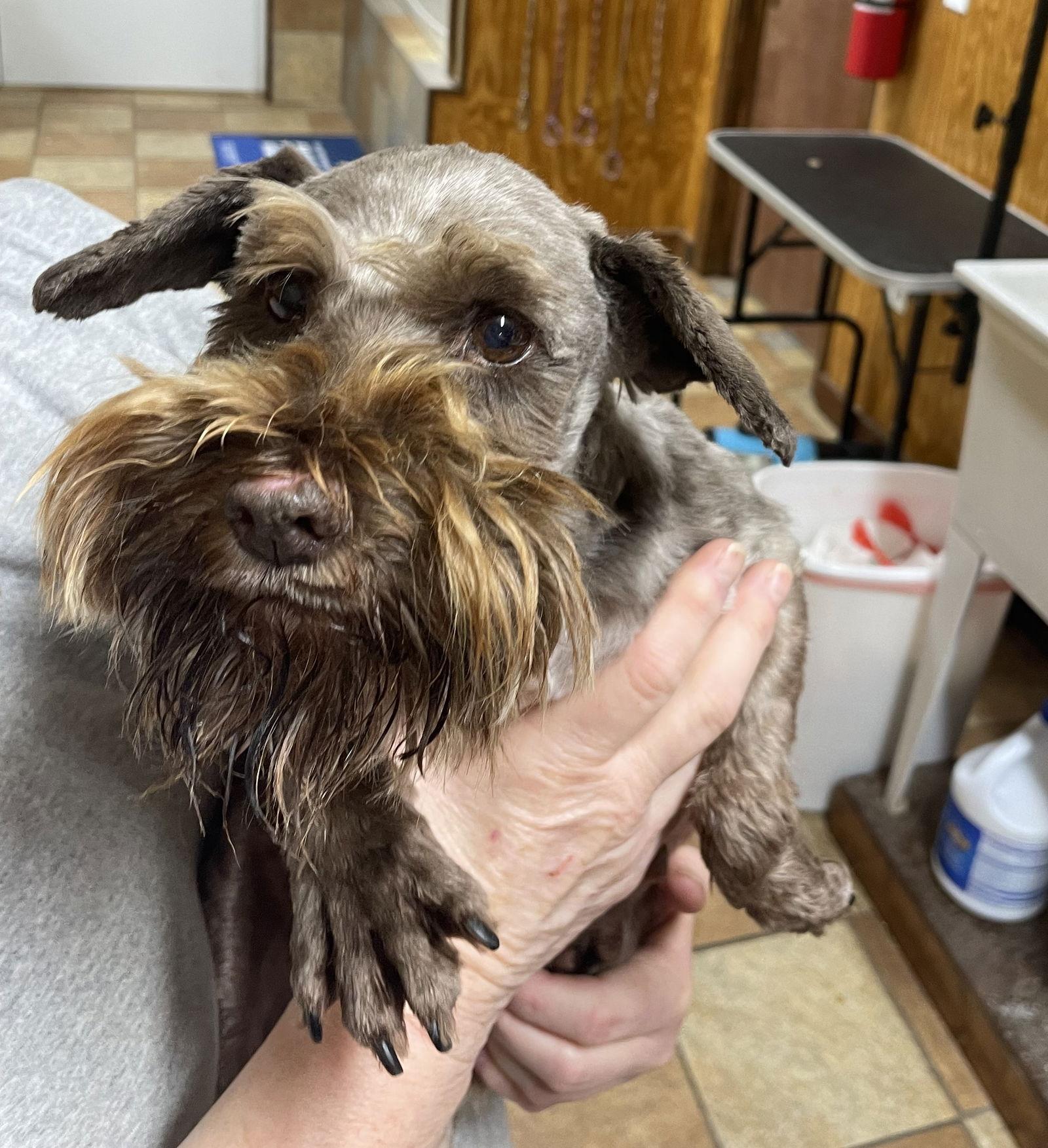 Enlarge TANK (SRC#2160)ADOPTED, a Adopted Schnauzer in Lenoir, NC image 1/3