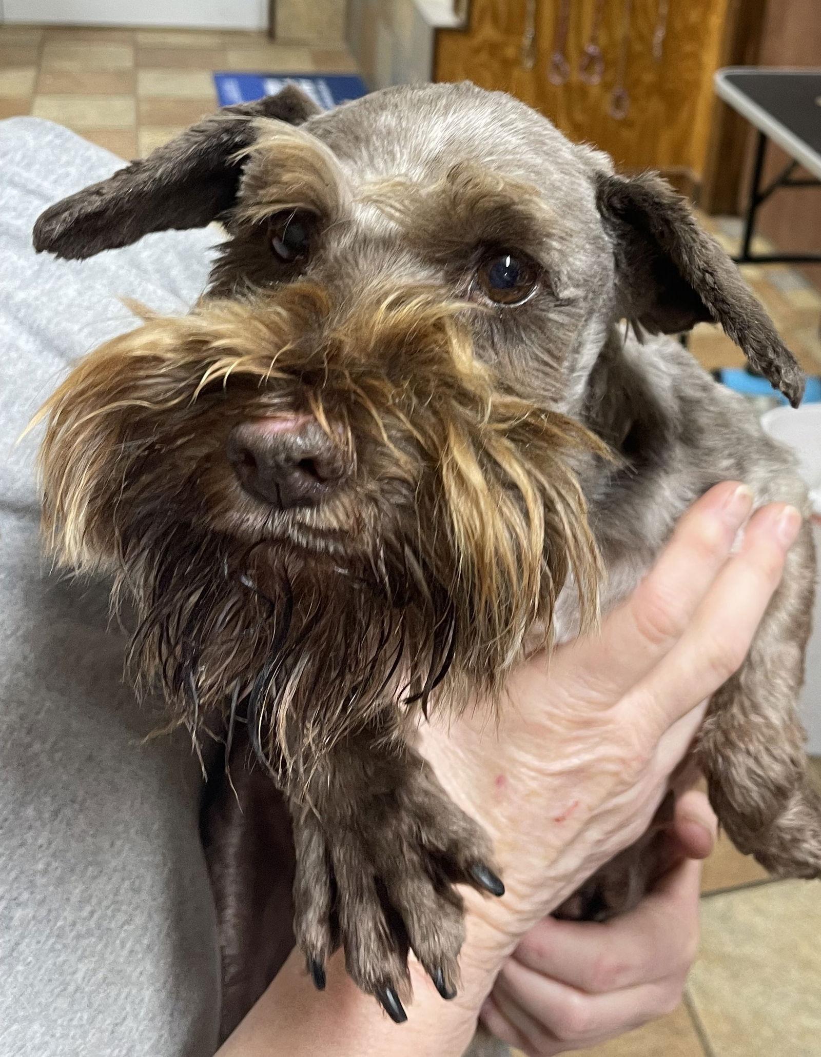 Enlarge TANK (SRC#2160)ADOPTED, a Adopted Schnauzer in Lenoir, NC image 2/3