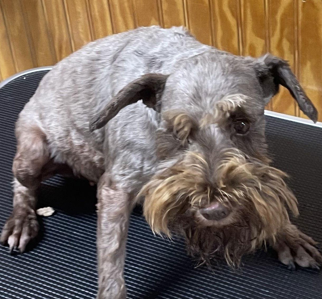 Enlarge TANK (SRC#2160)ADOPTED, a Adopted Schnauzer in Lenoir, NC image 3/3