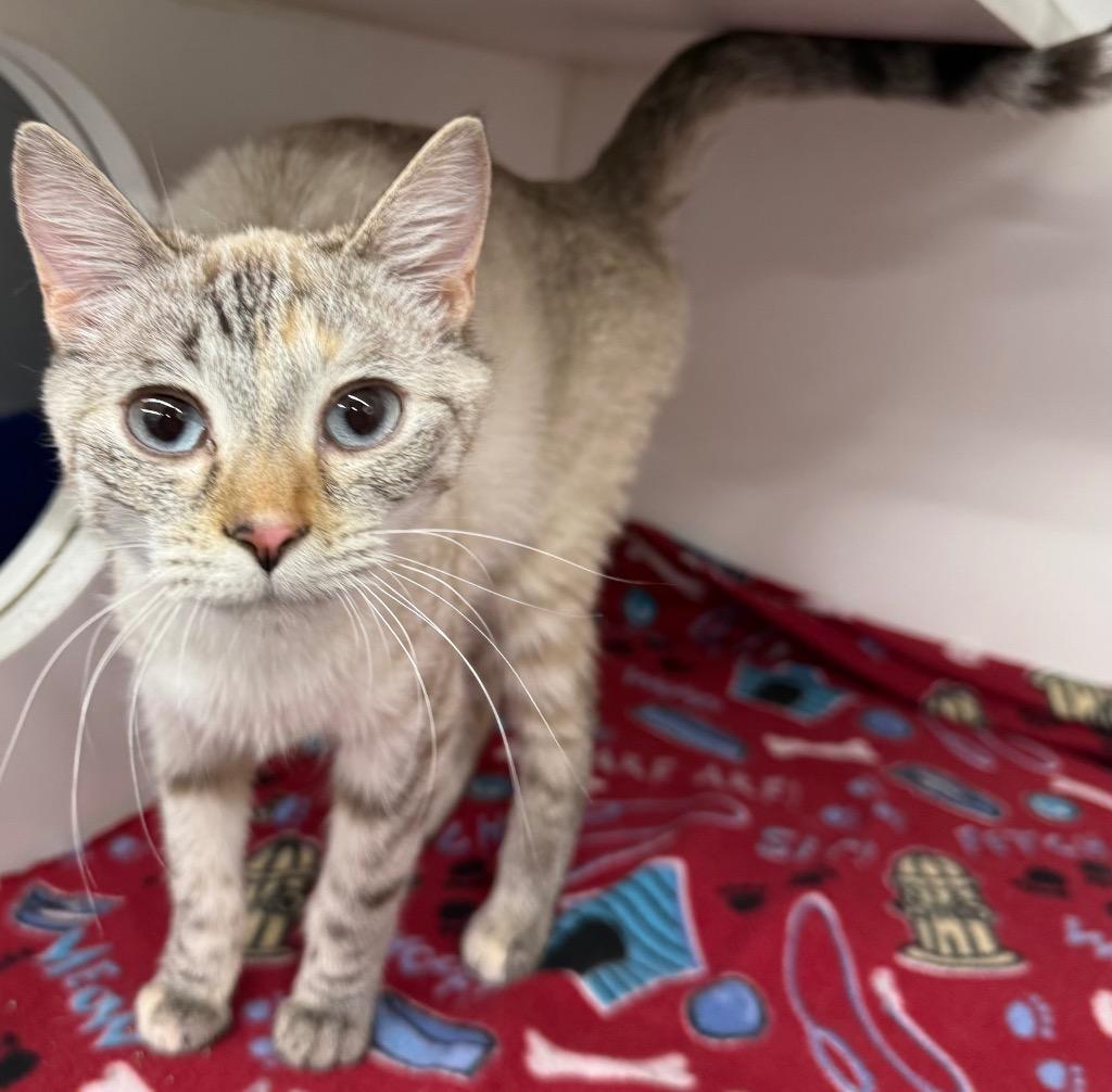 Enlarge Eleanor, a Adopted mixed breed in Sapulpa, OK image 1/1