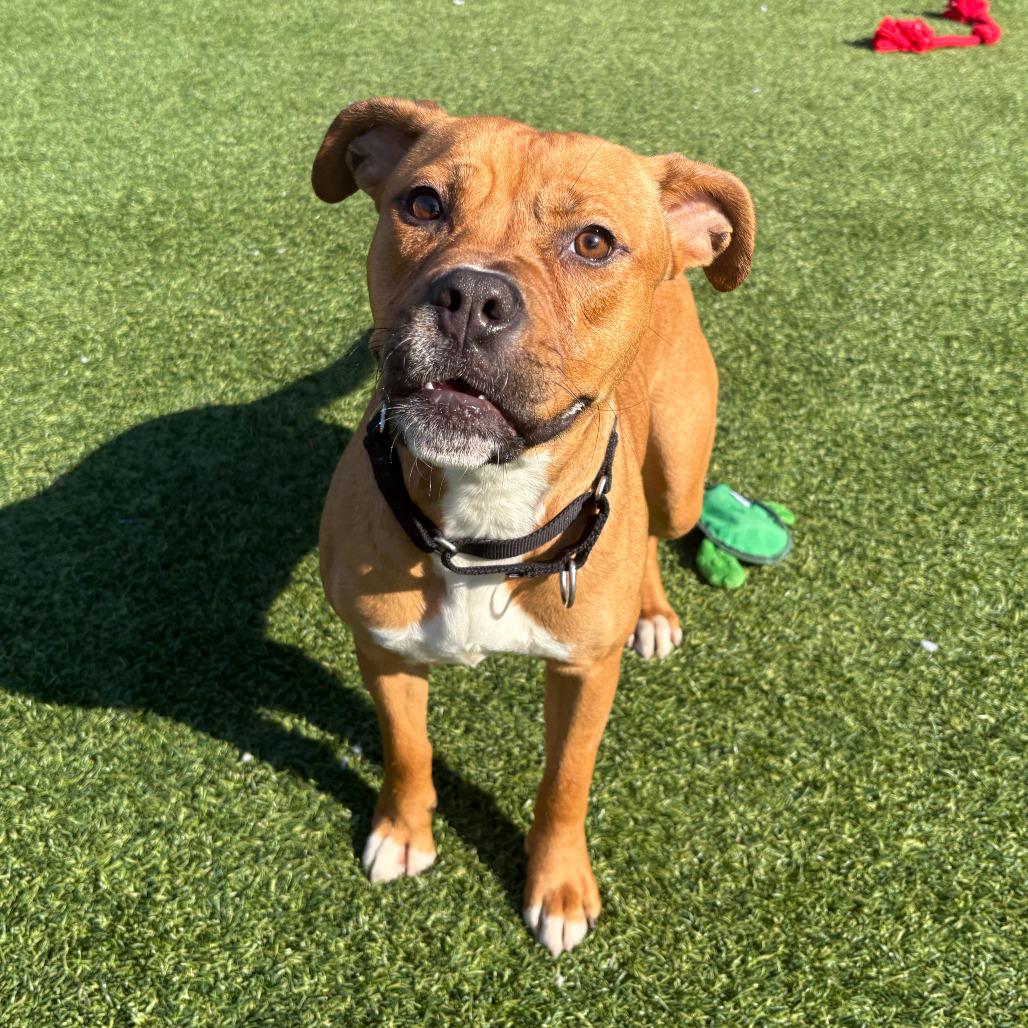 Xanthe, a Adoptable Mixed Breed in Pittsburgh, PA image 1/6