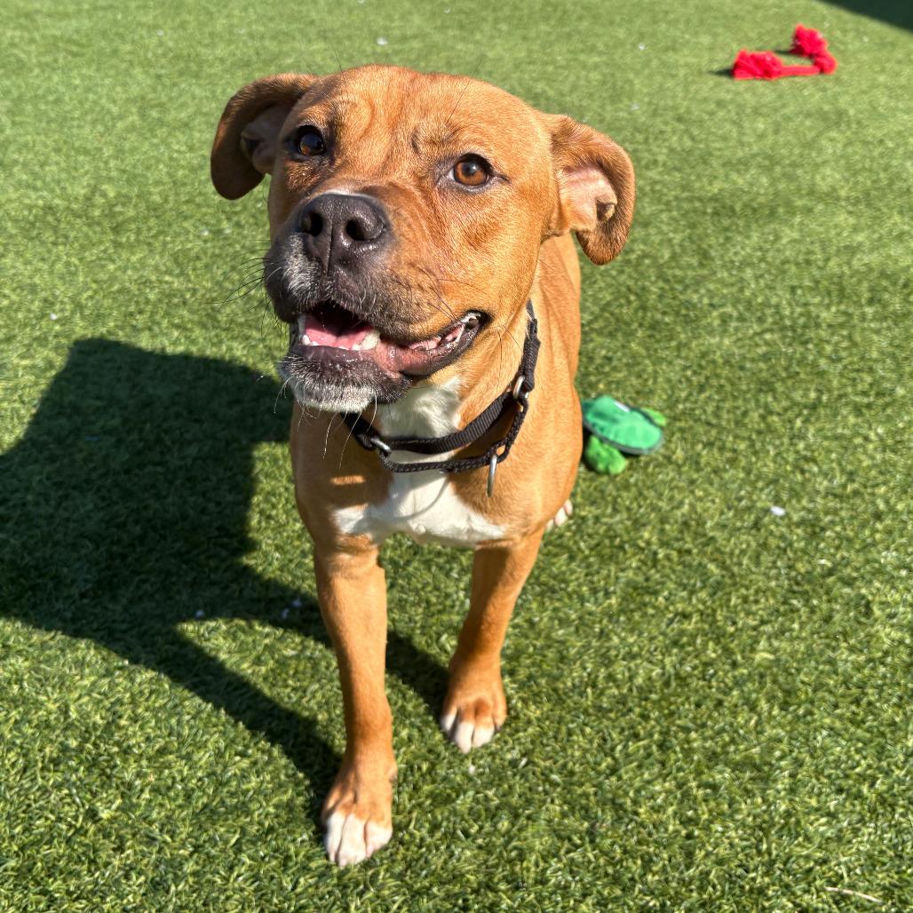 Xanthe, a Adoptable Mixed Breed in Pittsburgh, PA image 2/6