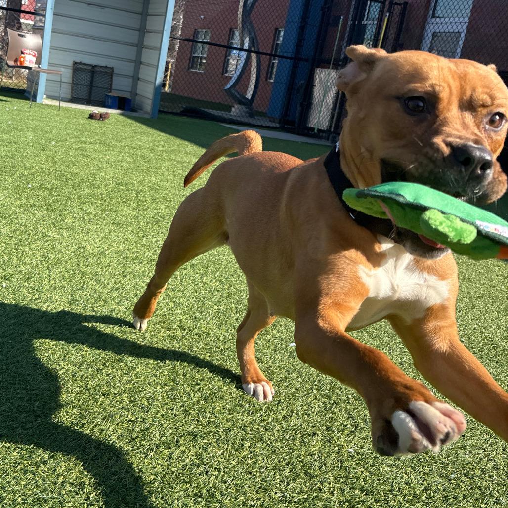 Xanthe, a Adoptable Mixed Breed in Pittsburgh, PA image 3/6