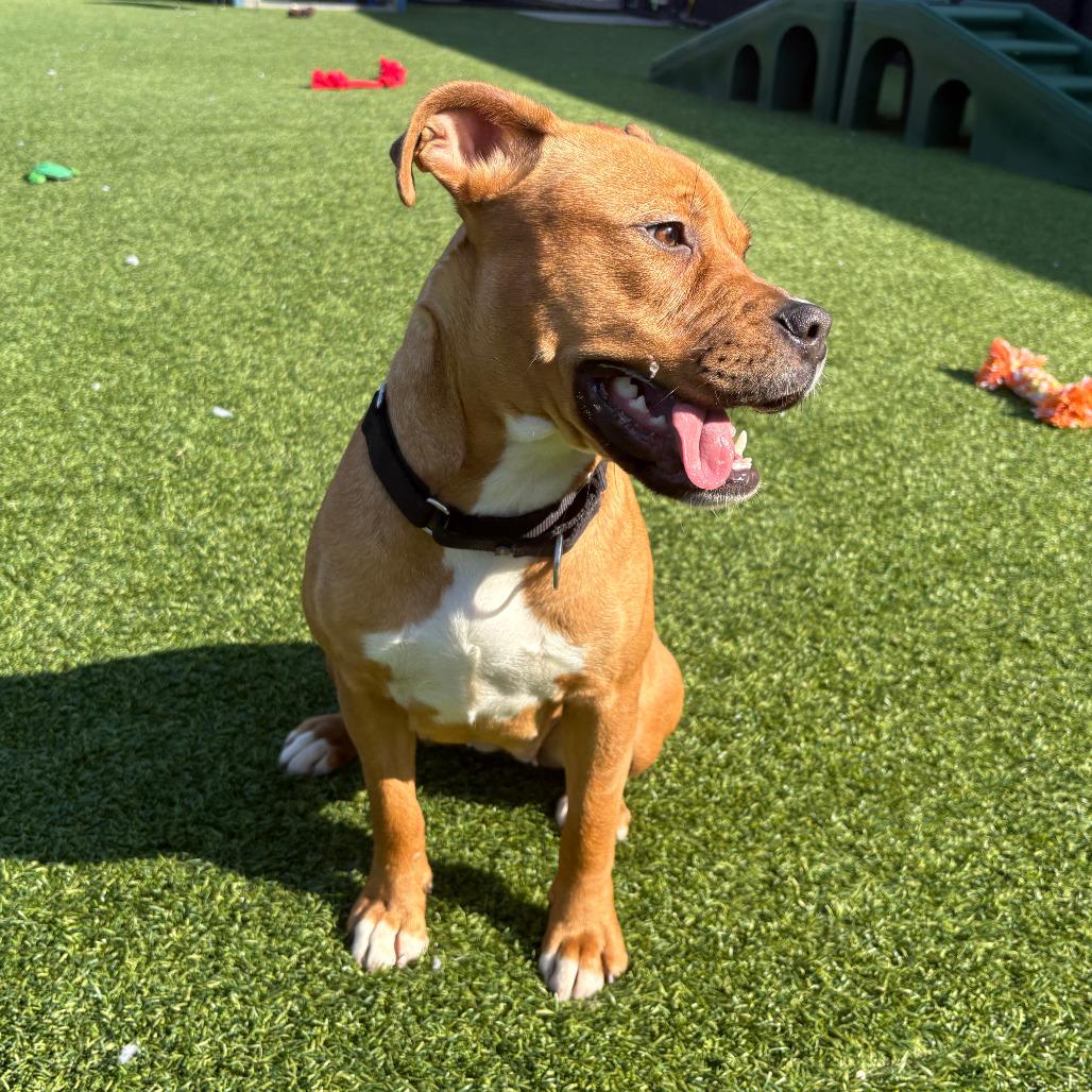 Xanthe, a Adoptable Mixed Breed in Pittsburgh, PA image 4/6