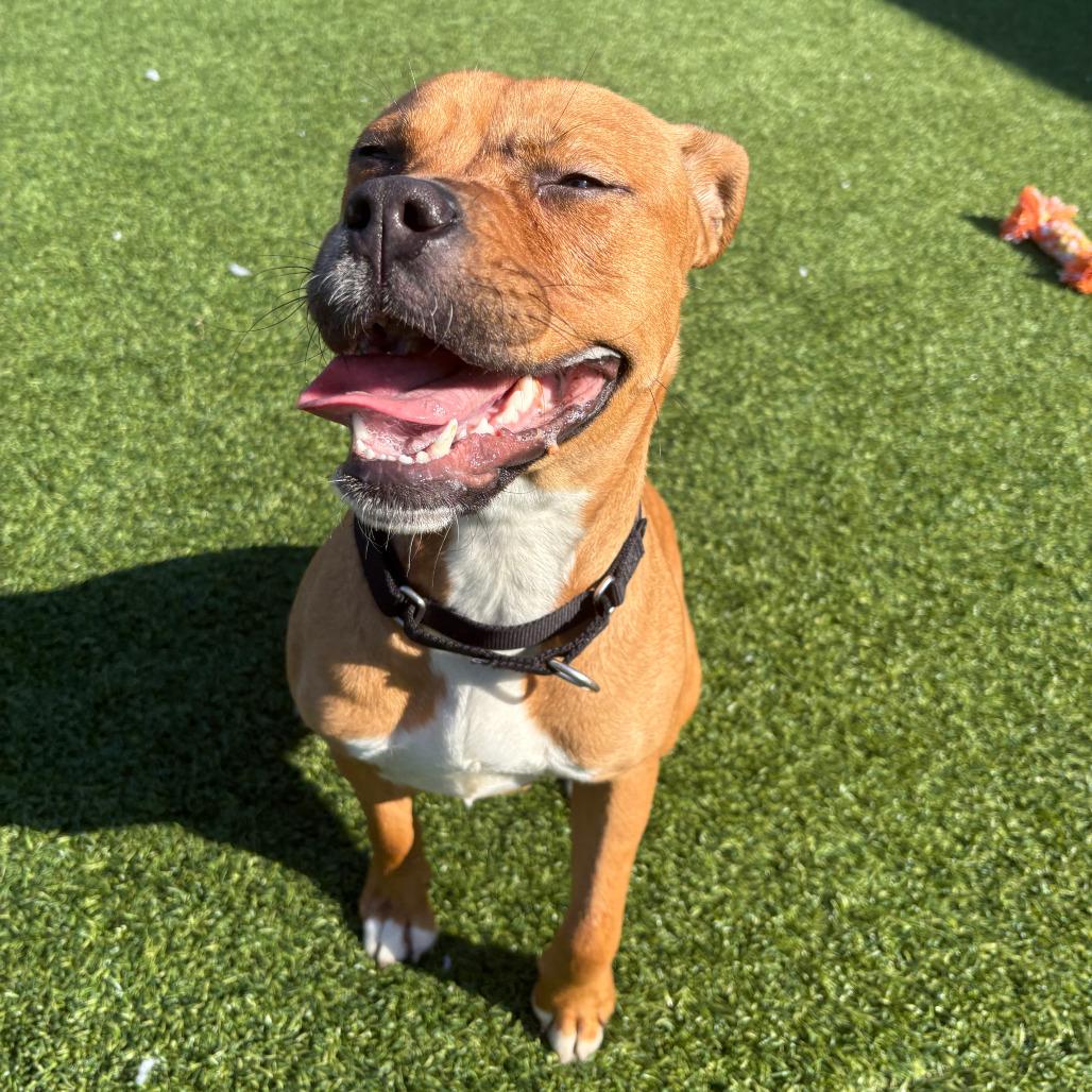 Xanthe, a Adoptable Mixed Breed in Pittsburgh, PA image 5/6