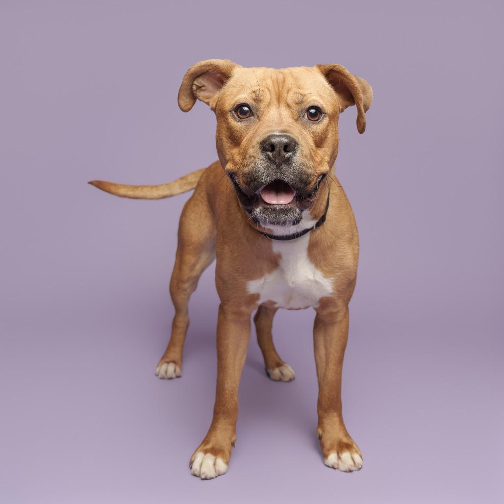 Xanthe, a Adoptable Mixed Breed in Pittsburgh, PA image 6/6
