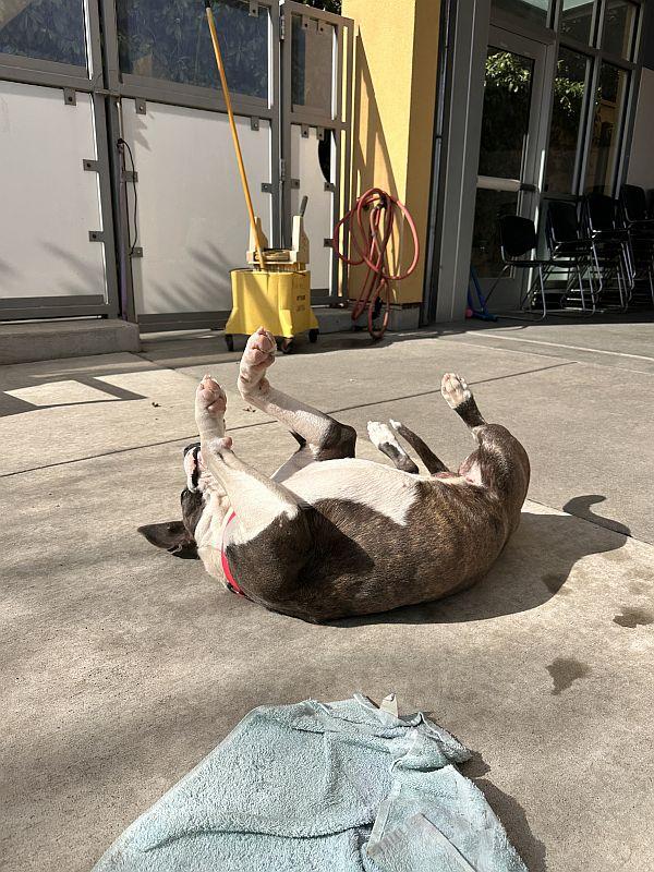 Cindy, a ADOPTABLE mixed breed in Berkeley, CA image 6/6