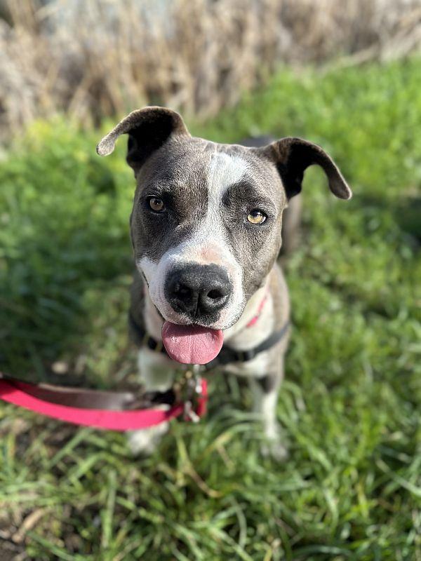 Cindy, a ADOPTABLE mixed breed in Berkeley, CA image 3/6
