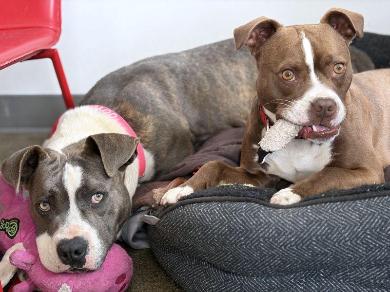 Cindy, a ADOPTABLE mixed breed in Berkeley, CA image 2/6