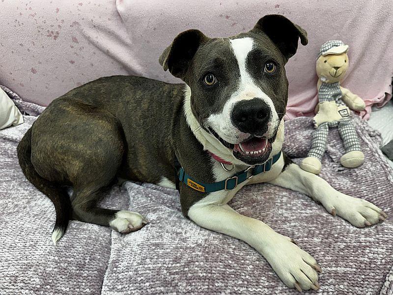 Cindy, a ADOPTABLE mixed breed in Berkeley, CA image 1/6