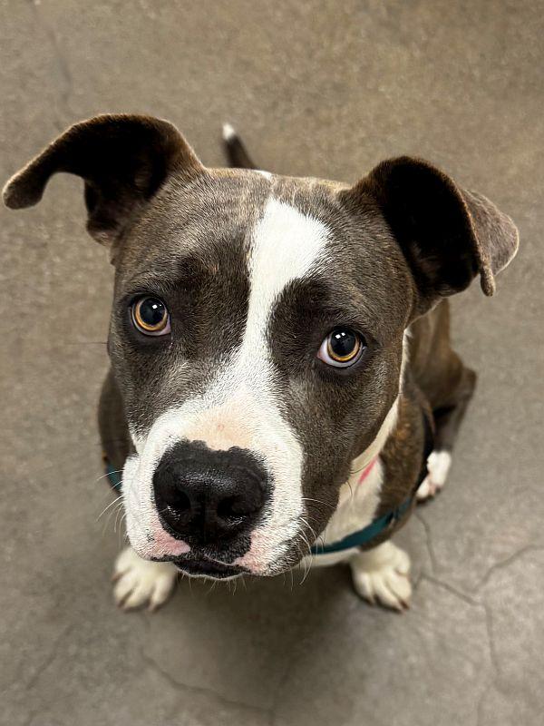 Cindy, a ADOPTABLE mixed breed in Berkeley, CA image 5/6