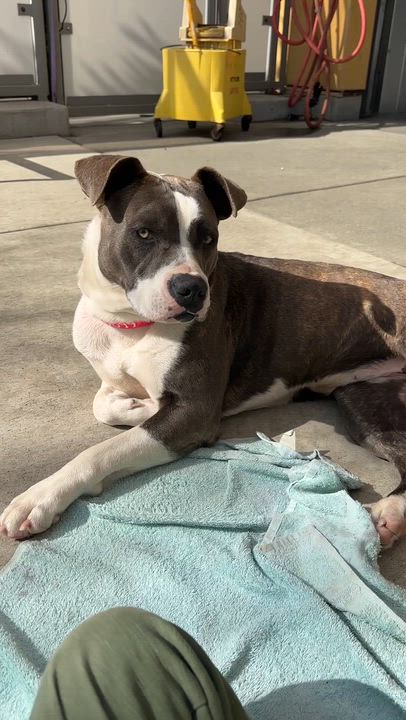 Enlarge Cindy, a ADOPTABLE mixed breed in Berkeley, CA video 4/6