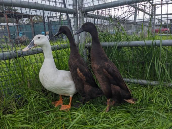 Enlarge HAPPY, a Adoptable Duck in Santa Cruz, CA image 1/1
