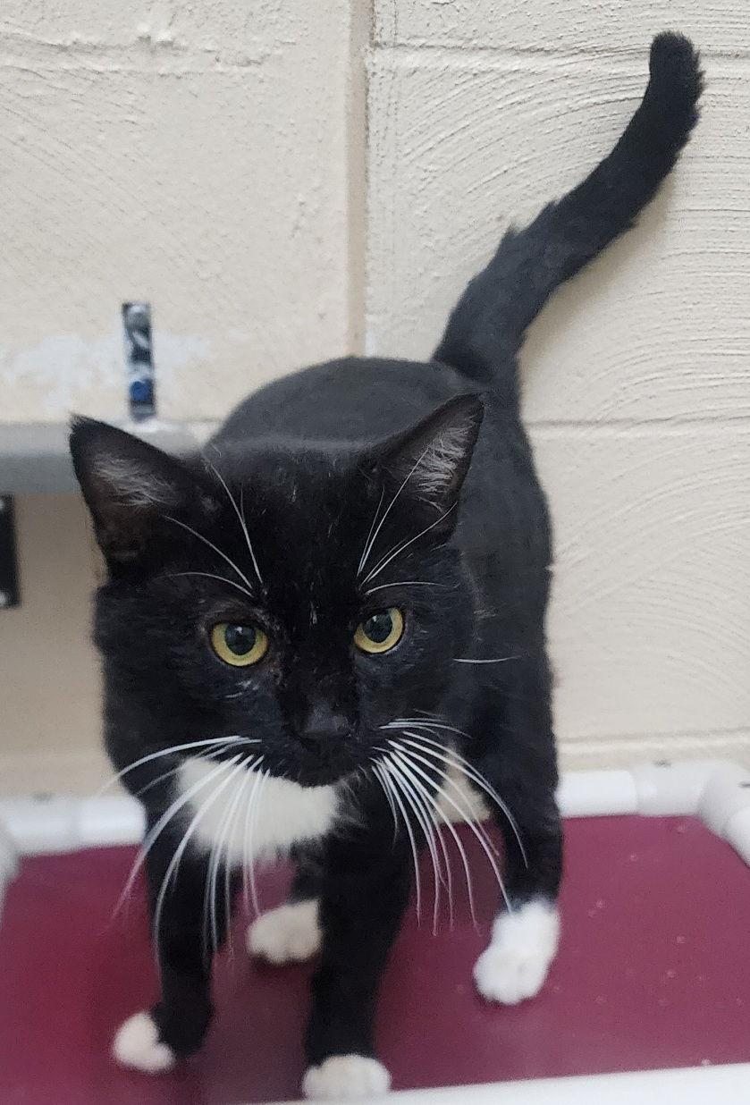 252026 Murphy, Adoptable, Adult Male Domestic Short Hair.