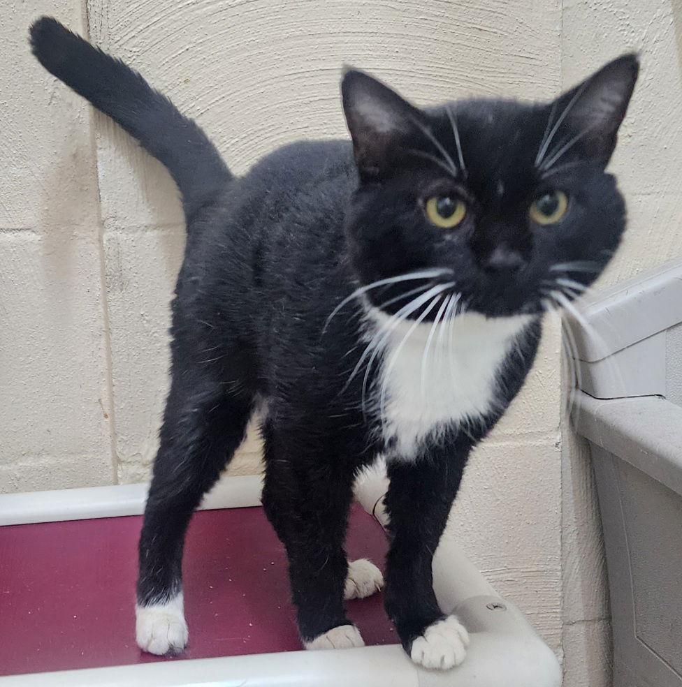 252026 Murphy, a Adoptable Domestic Short Hair in Wetumpka, AL image 2/3