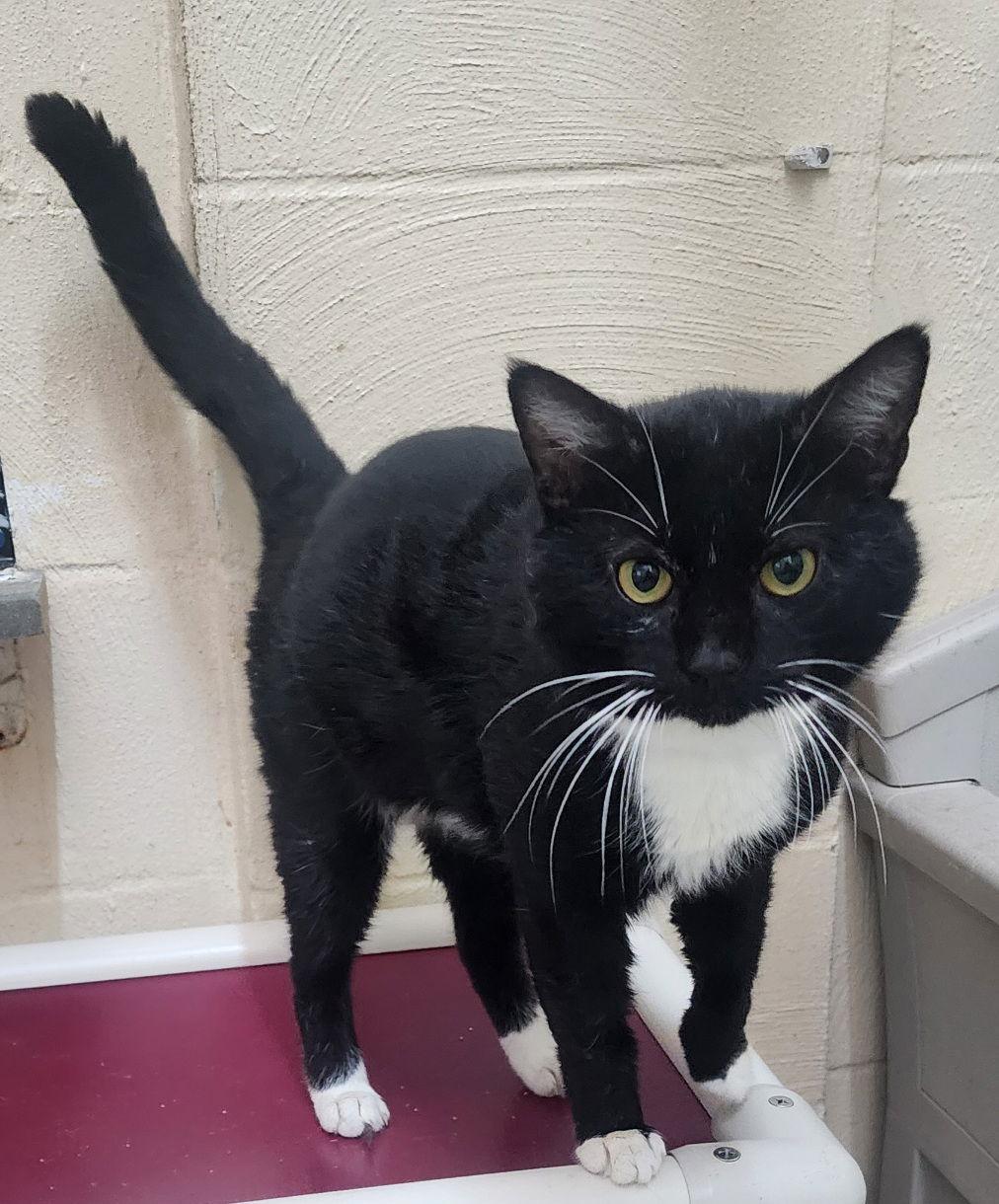 252026 Murphy, a Adoptable Domestic Short Hair in Wetumpka, AL image 3/3