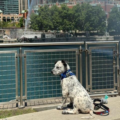 Enlarge Payton, a Adoptable Australian Cattle Dog / Blue Heeler in Chicago, IL image 3/6
