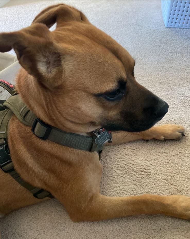 BO~ ADOPTED!, Adopted, Young Male Australian Shepherd & Pit Bull Terrier.