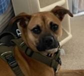 Enlarge BO~ ADOPTED!, a Adopted mixed breed in Chapel Hill, TN image 1/4