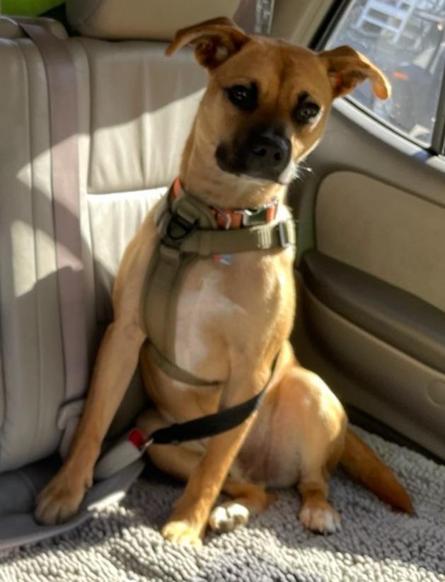 Enlarge BO~ ADOPTED!, a Adopted mixed breed in Chapel Hill, TN image 3/4