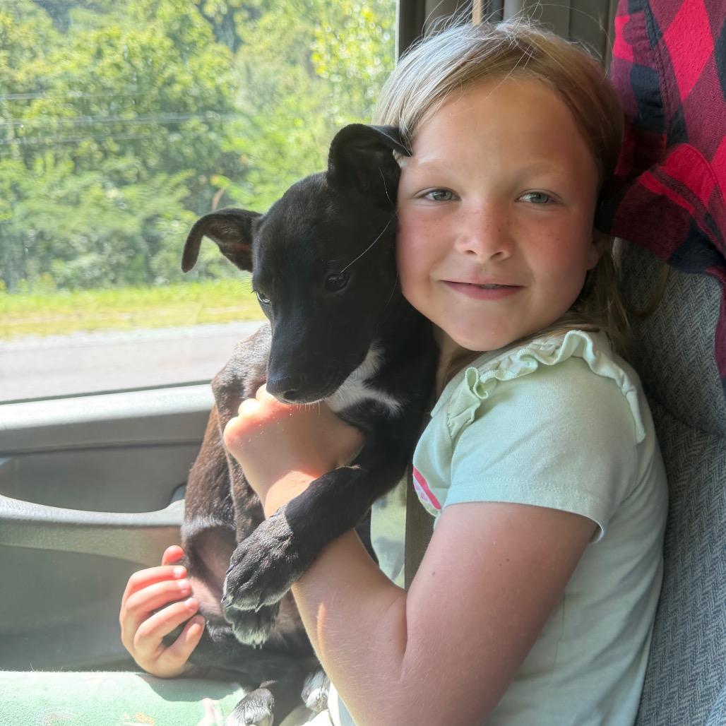 Enlarge Sport, a Adoptable mixed breed in Hohenwald, TN image 3/4