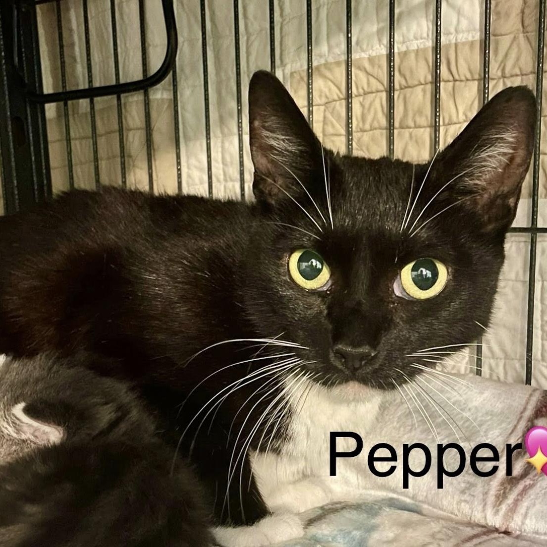 Pepper 3