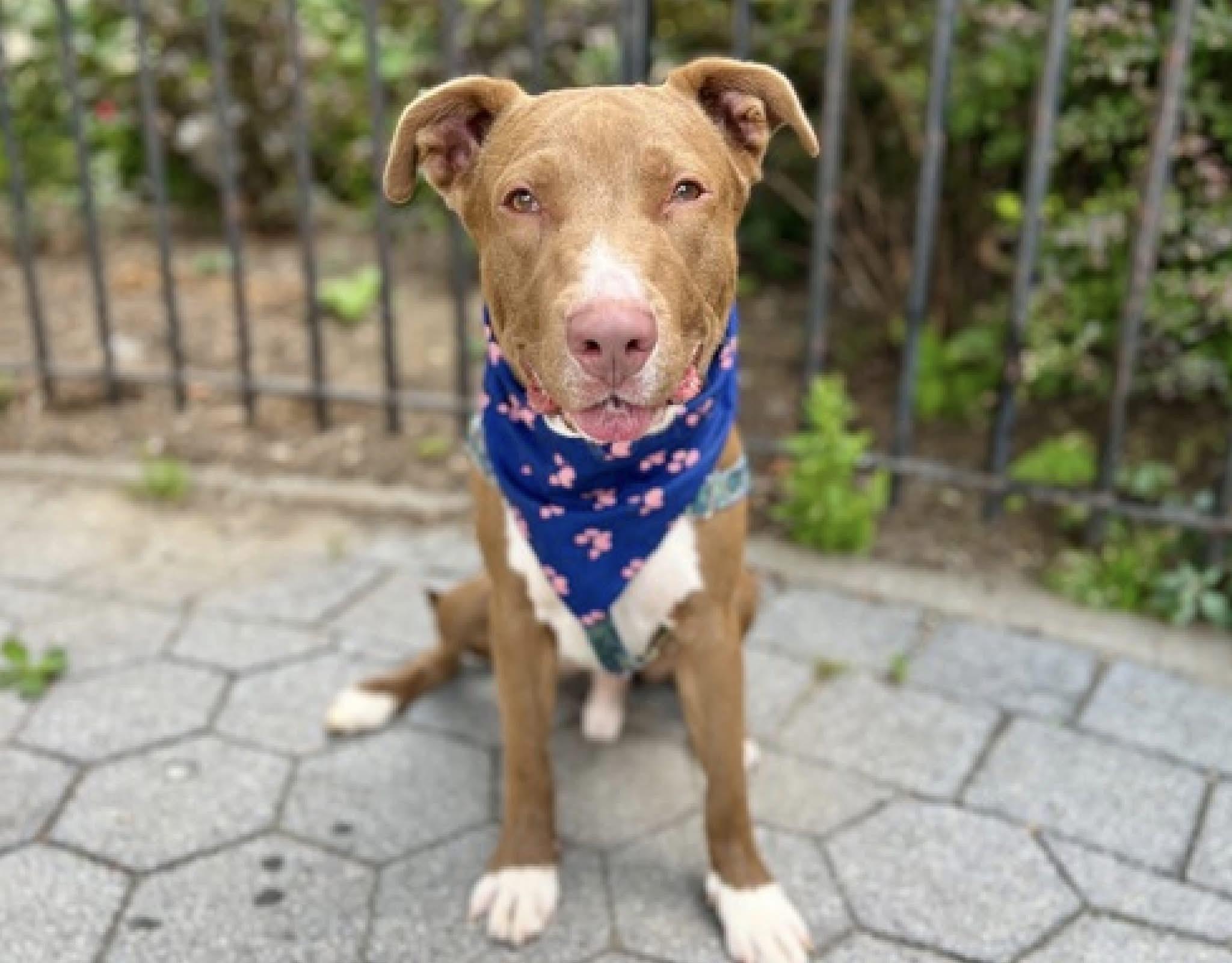 Enlarge Myles, an adoptable mixed breed in East Moriches, NY image 3/6