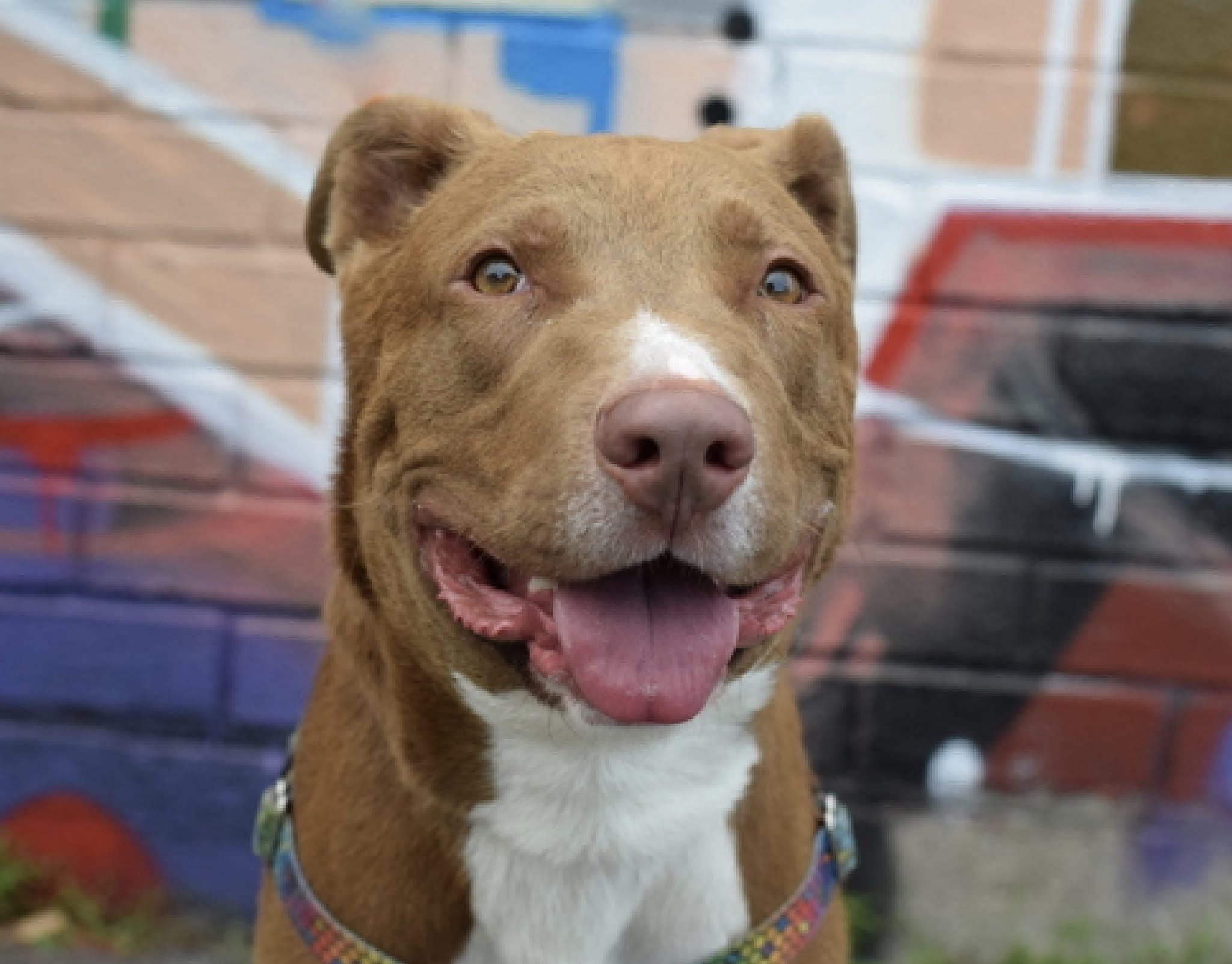 Enlarge Myles, an adoptable mixed breed in East Moriches, NY image 2/6