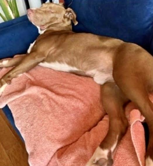 Enlarge Myles, an adoptable mixed breed in East Moriches, NY image 6/6