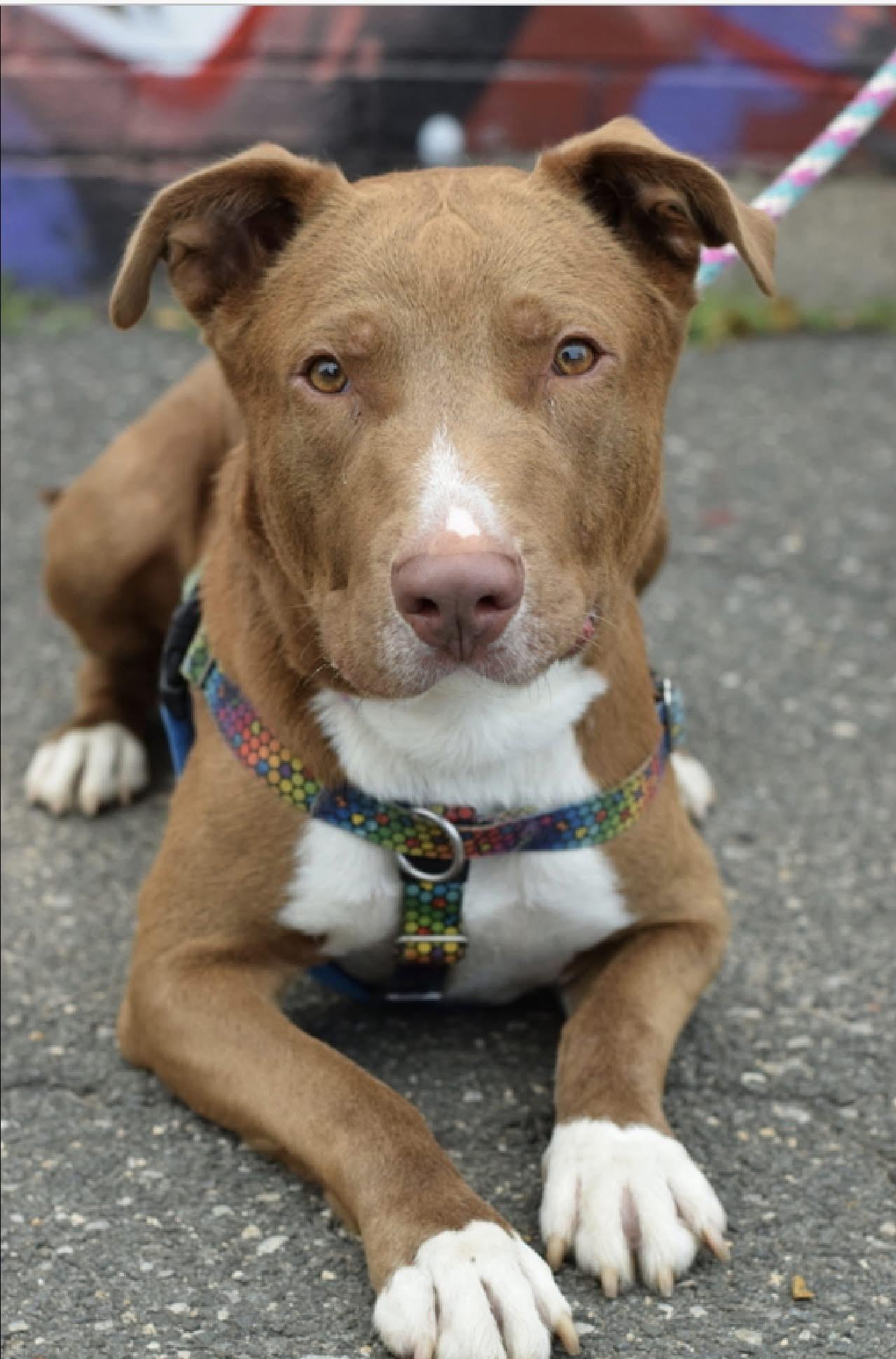 Myles, adoptable, Young Male Mixed Breed.
