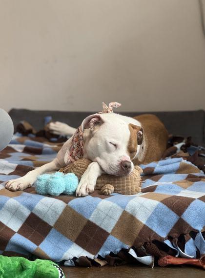 Enlarge Hazel, a Adoptable mixed breed in Memphis, TN image 1/3