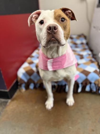 Enlarge Hazel, a Adoptable mixed breed in Memphis, TN image 2/3