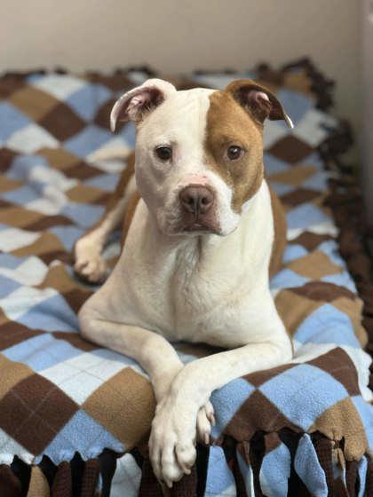 Enlarge Hazel, a Adoptable mixed breed in Memphis, TN image 3/3