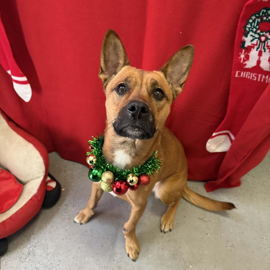 Kiko, Adoptable, Adult Female Basenji & Mixed Breed.