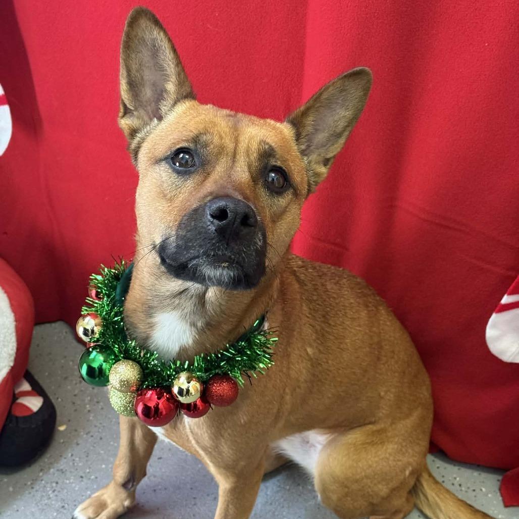 Enlarge Kiko, a Adoptable mixed breed in Saugerties, NY image 3/4