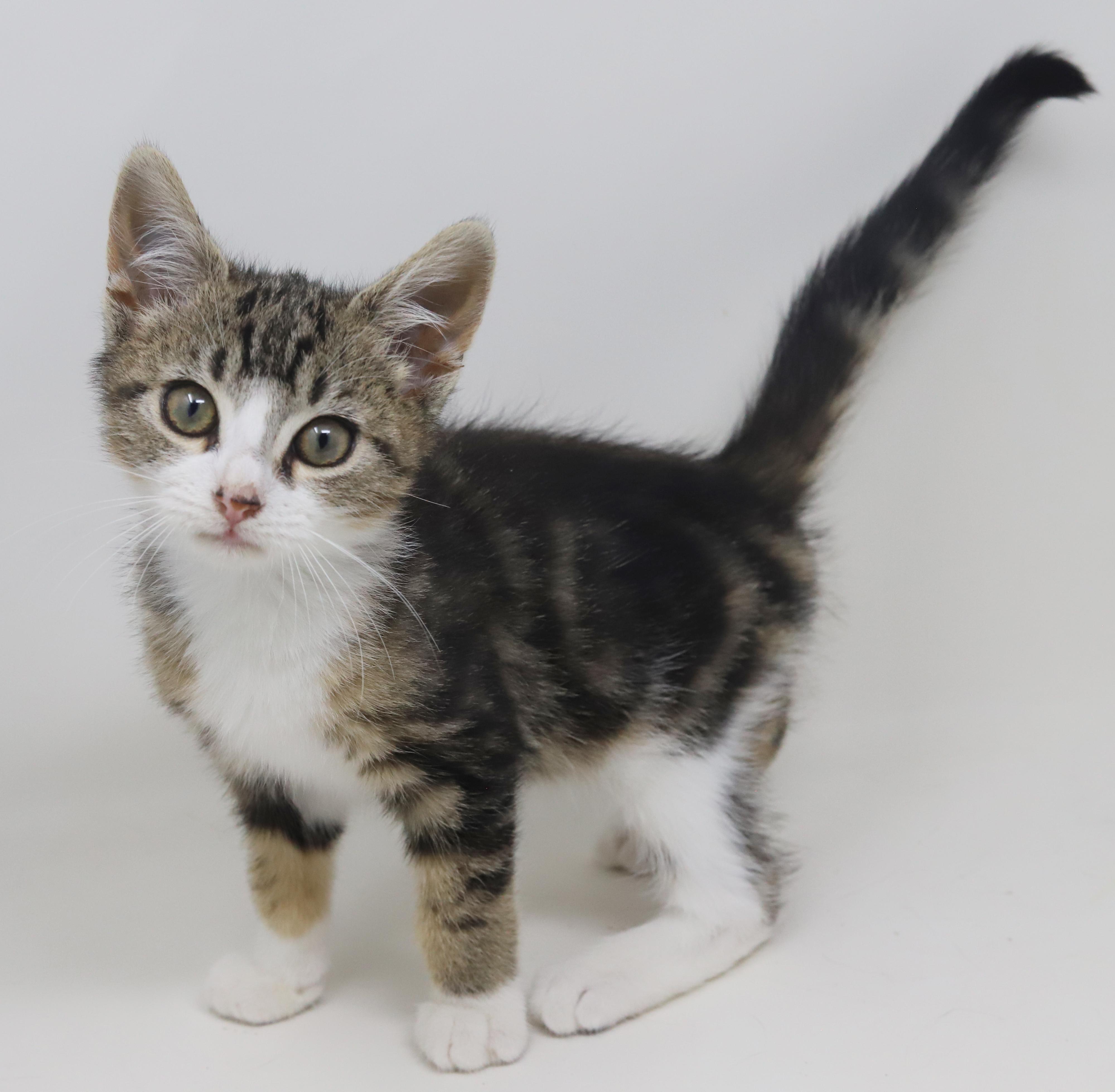 Jay Z Will Make thumbnail 4