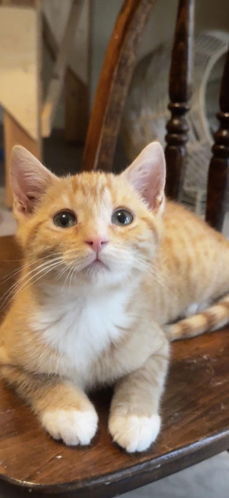 Hansel, Adopted, Kitten Male Tabby & Domestic Short Hair.