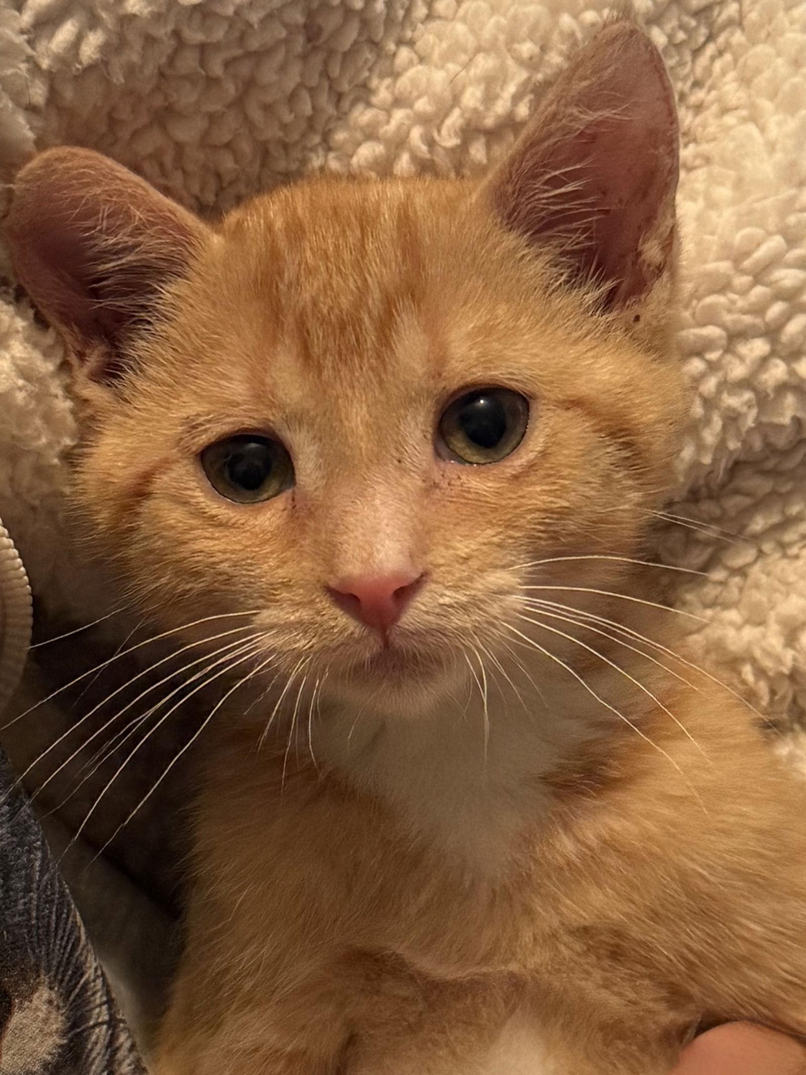 Enlarge Hansel, a Adopted mixed breed in Fayetteville, GA image 2/3