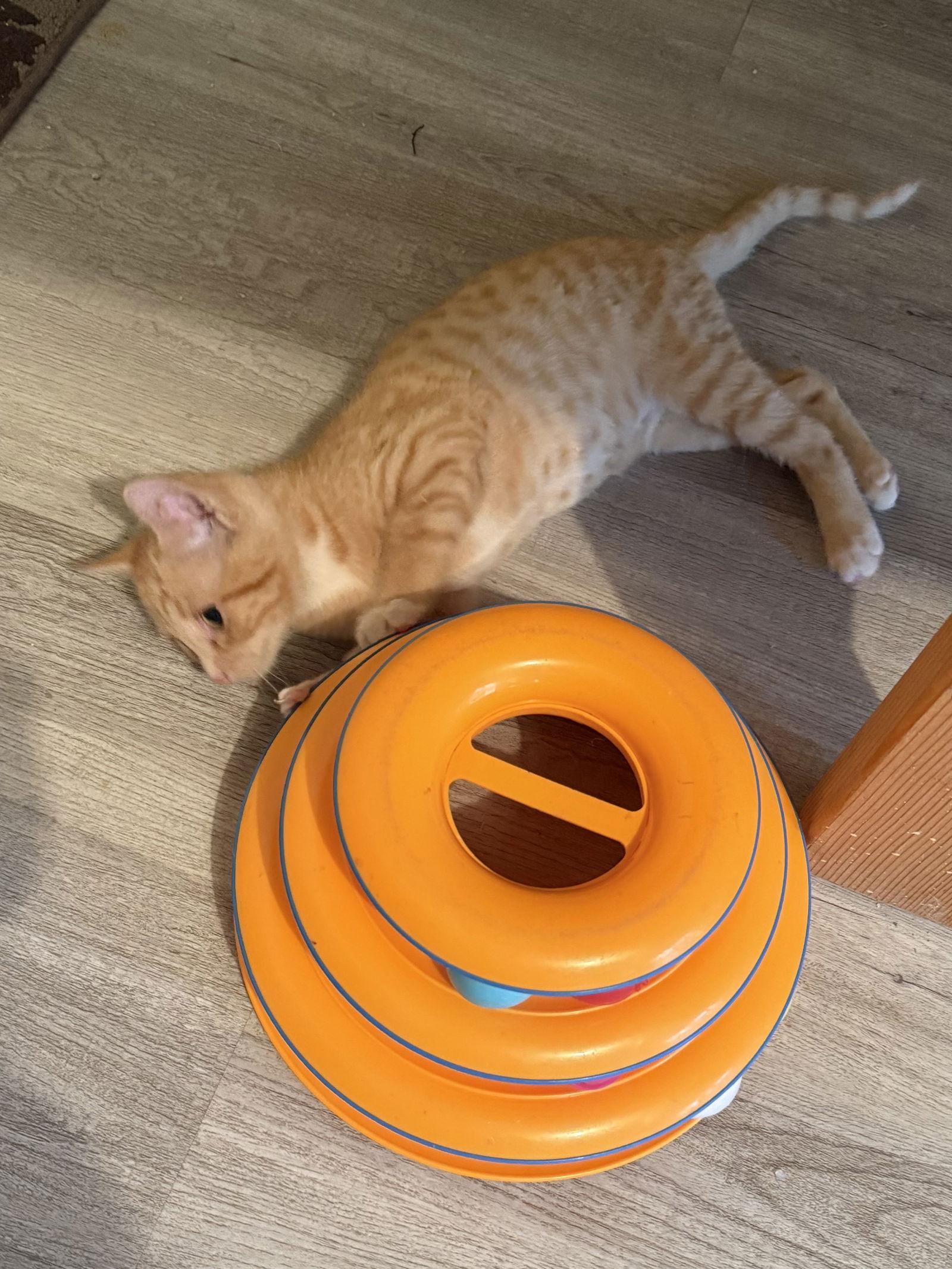 Enlarge Hansel, a Adopted mixed breed in Fayetteville, GA image 3/3