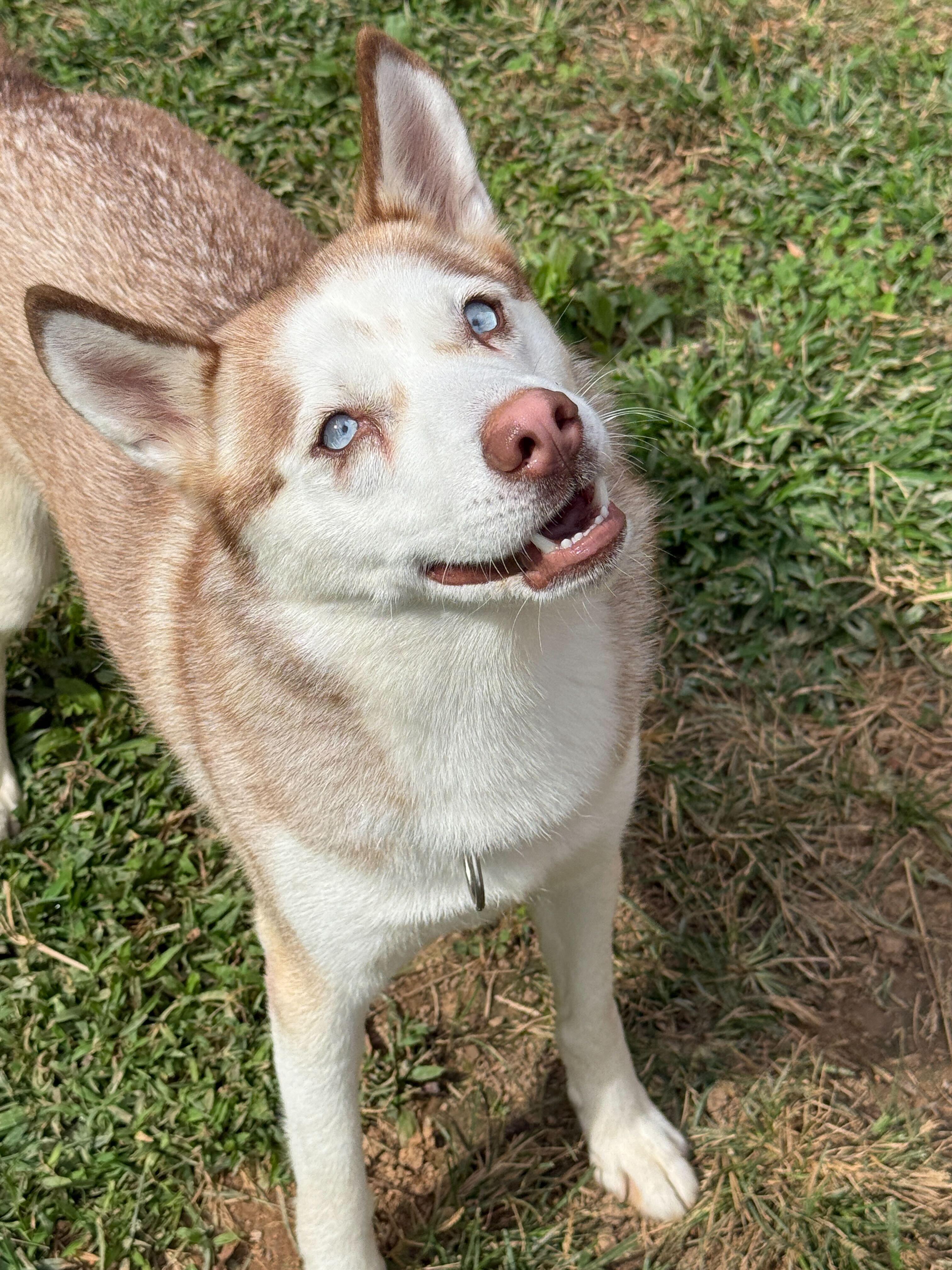 Enlarge Kaneq, a Adoptable Husky in Maidens, VA image 1/4