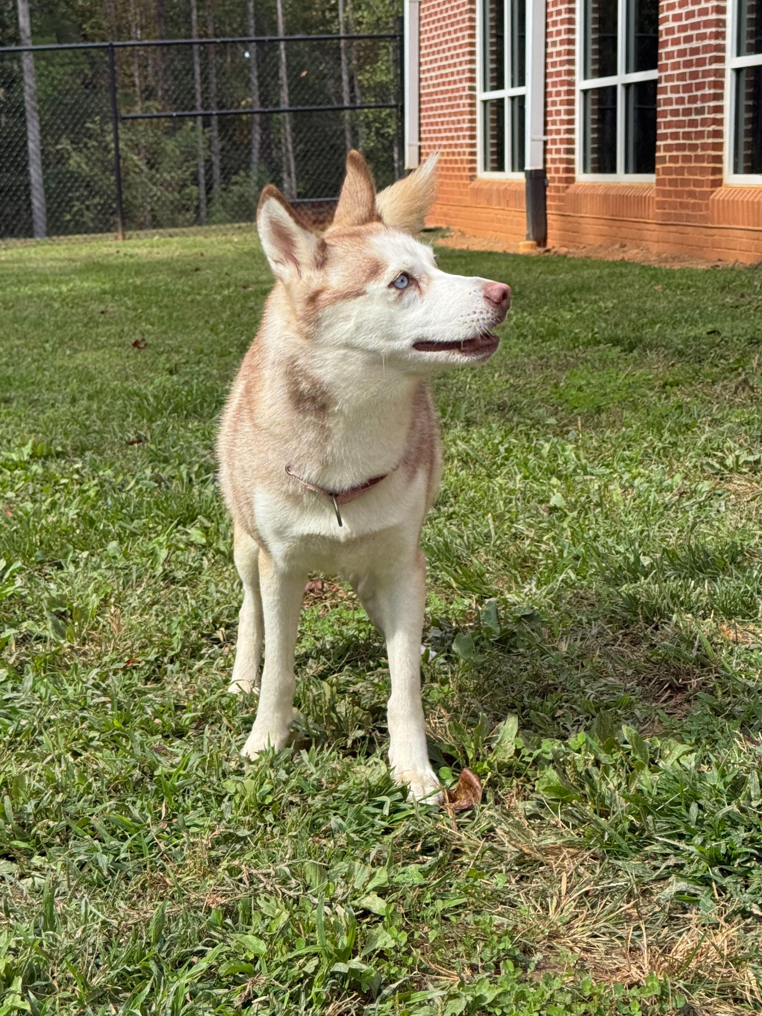 Enlarge Kaneq, a Adoptable Husky in Maidens, VA image 3/4