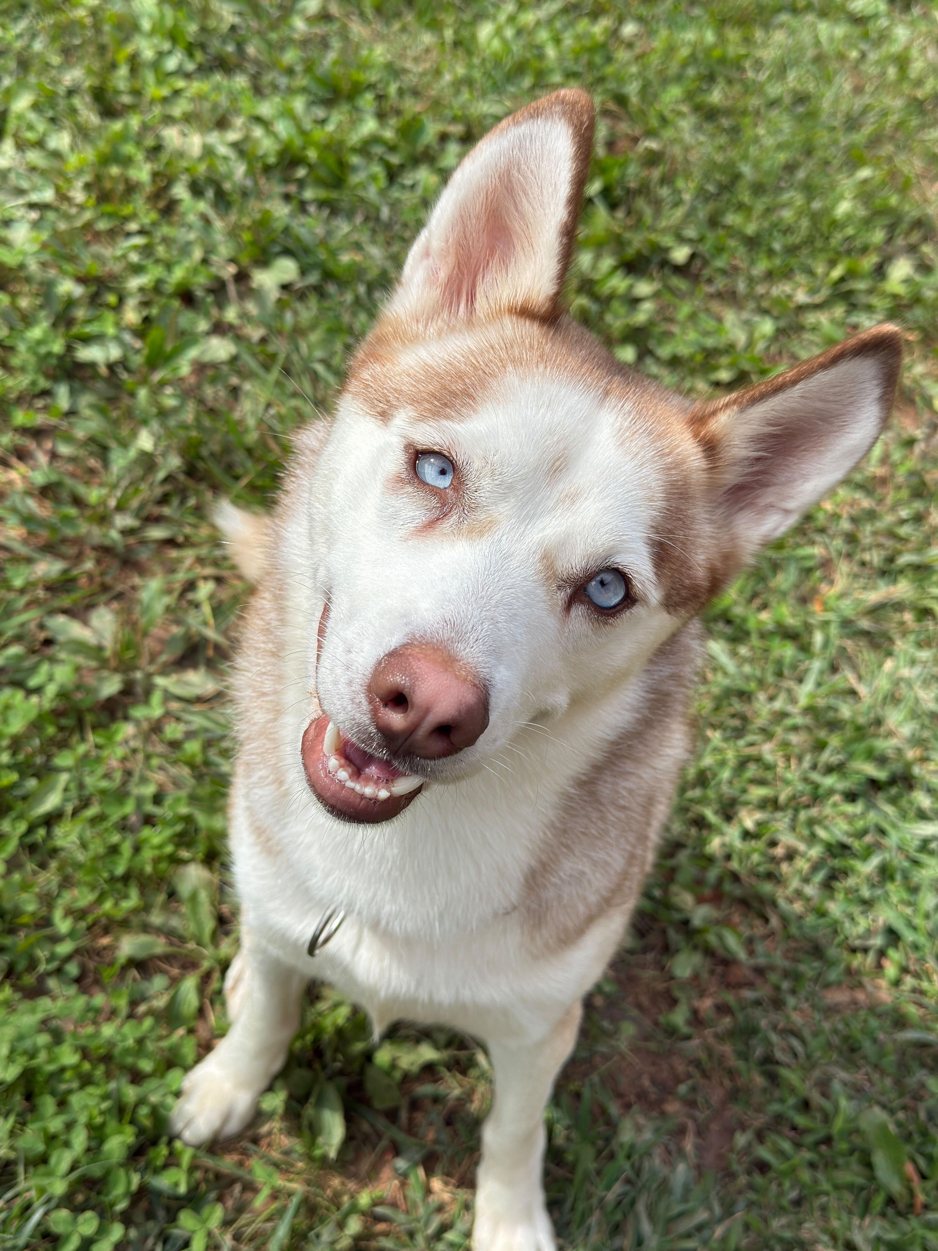 Enlarge Kaneq, a Adoptable Husky in Maidens, VA image 2/4