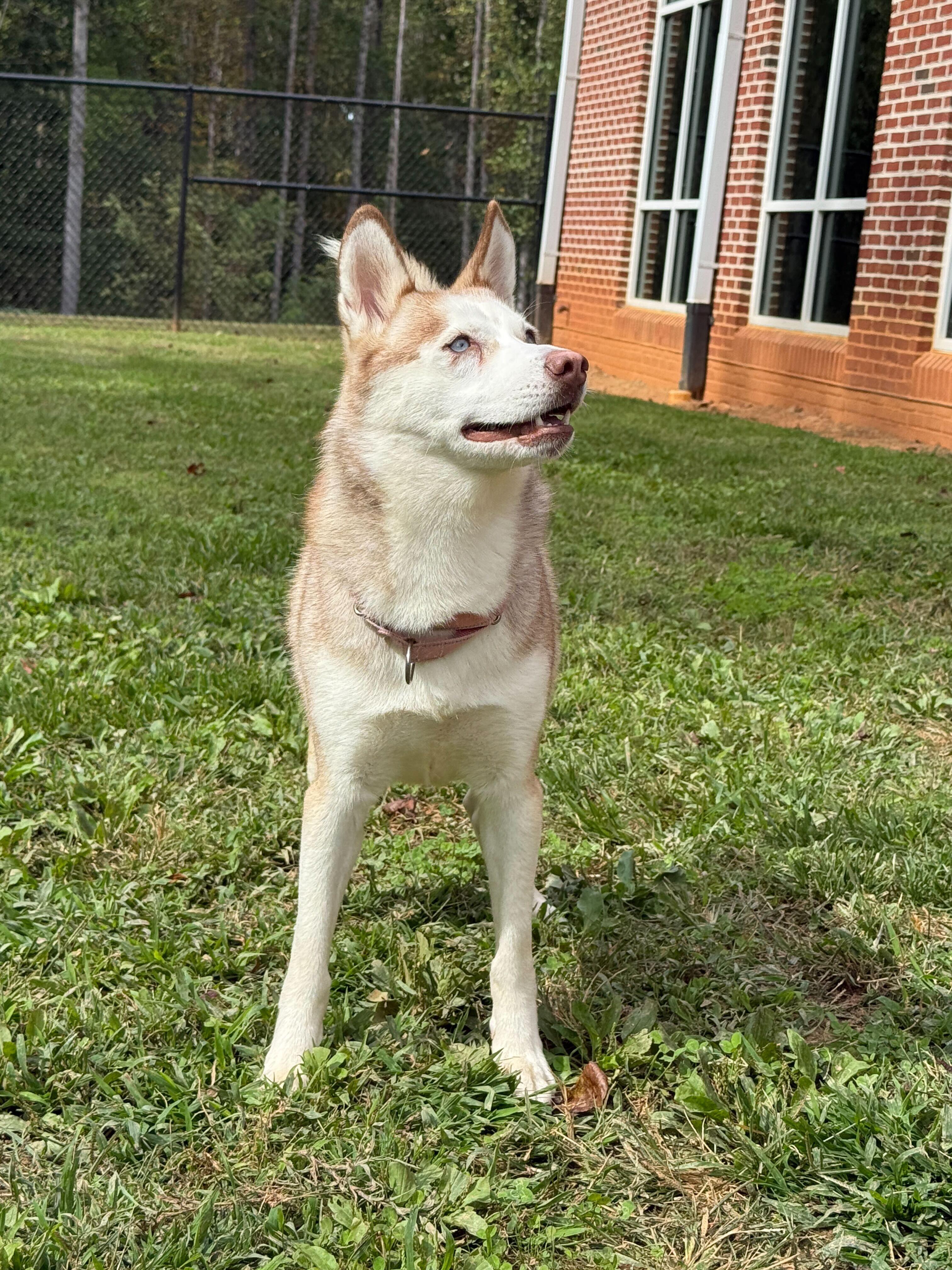Enlarge Kaneq, a Adoptable Husky in Maidens, VA image 4/4