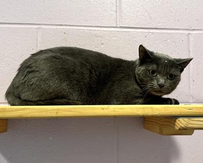 Critter, Adoptable, Adult Female Domestic Short Hair & Domestic Short Hair.