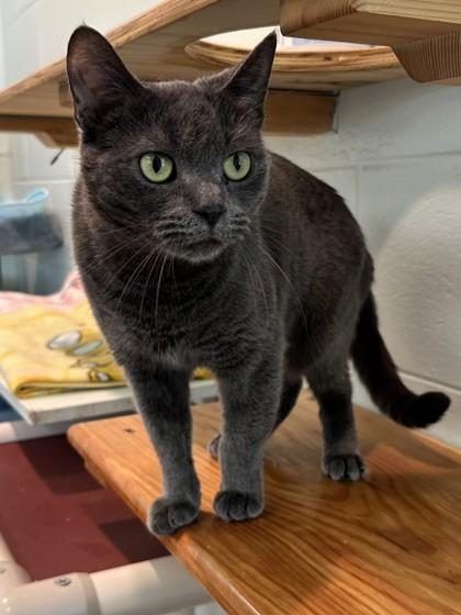 Enlarge Critter, a Adoptable Domestic Short Hair in Palm Coast, FL image 1/3