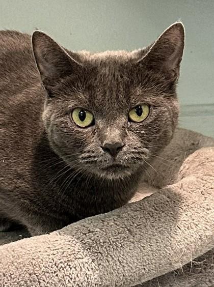 Critter, a Adoptable Domestic Short Hair in Palm Coast, FL image 2/3